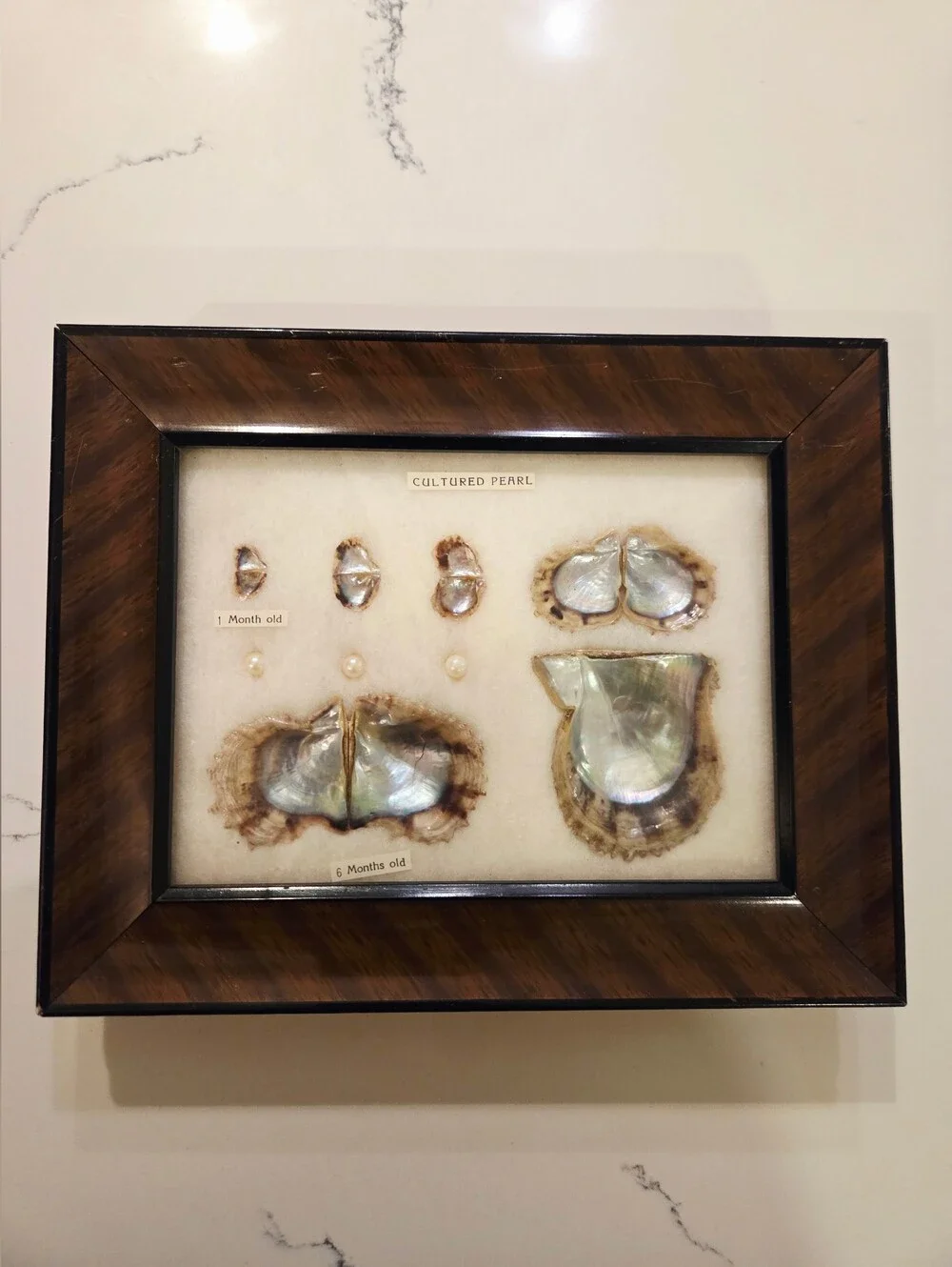 Vtg Cultured Pearls Shells Specimens Framed  Stages Chart Japanese 1940s